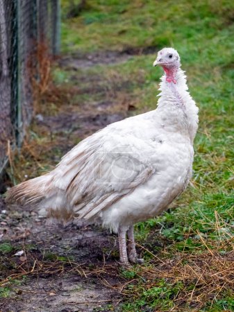 Téléchargez les photos : White turkey on the background of green grass. Growing turkeys on the farm - en image libre de droit