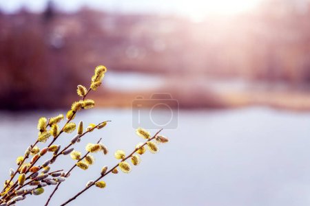 Willow branches with fluffy catkins near the river during sunset