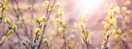 Photo for Willow branches with fluffy catkins in the forest on a blurred background - Royalty Free Image