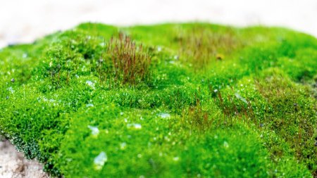 Photo for Green bright moss in the forest on the lawn - Royalty Free Image