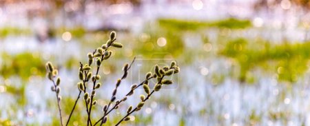 Photo for Willow branches with catkins near the river during the flood on a blurred background - Royalty Free Image