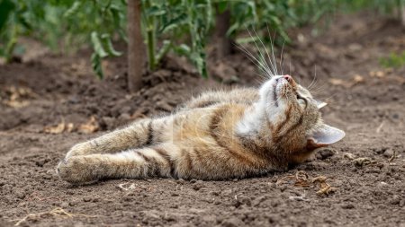 Foto de A tabby cat lies on the ground in a bed near tomato bushes - Imagen libre de derechos