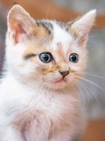 Ein kleines, flauschiges Kätzchen in einem Raum auf verschwommenem Hintergrund in Großaufnahme