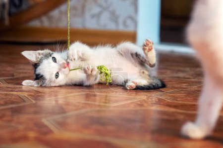 Foto de Un pequeño gatito juguetón yace en el suelo de la habitación y juega con un hilo grueso - Imagen libre de derechos