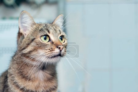 Braun gestreifte Katze mit aufmerksamem Blick in den Raum auf verschwommenem Hintergrund, Kopierraum