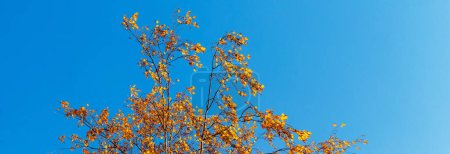 Photo for Branches of birch with dry autumn leaves against a blue sky on a sunny day - Royalty Free Image