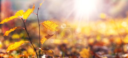 Journée ensoleillée dans la forêt d'automne, feuilles jaunes à la lumière du soleil. Paysage d'automne, espace de copie