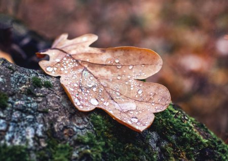 Photo for A dry oak leaf with raindrops on an old stump in the forest - Royalty Free Image