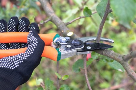A gardener cuts a branch on an apple tree with secateurs, close-up 