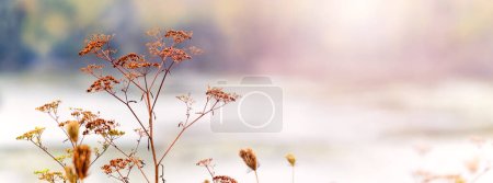 Photo for Autumn view with dry plants near the river, late autumn - Royalty Free Image