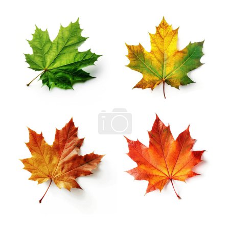 Set of colorful summer and autumn maple leaves on a white isolated background