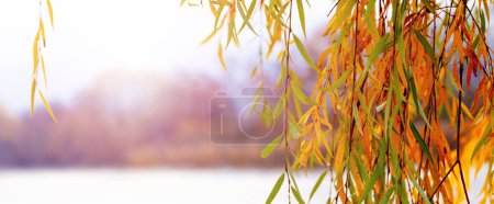 Téléchargez les photos : Branche de saule aux feuilles d'automne colorées au bord de la rivière. Une branche de saule plane au-dessus de l'eau - en image libre de droit