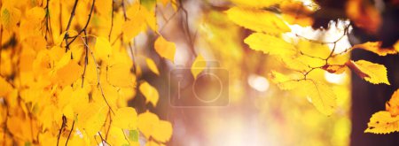 Yellow autumn leaves of birch and hornbeam in the forest on the branches of trees on a sunny day. Autumn forest, wide panorama.