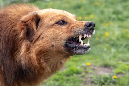Des aboiements agressifs de chien, des dents qui se détachent. Chien en colère dangereux.