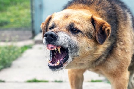 Des aboiements agressifs de chien, des dents qui se détachent. Chien en colère dangereux.