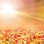 Autumn background with fallen dry leaves on the ground, with blurred background and bright sun with long rays
