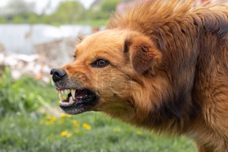 Photo for Aggressive dog barks, baring teeth. Dangerous Angry Dog. - Royalty Free Image