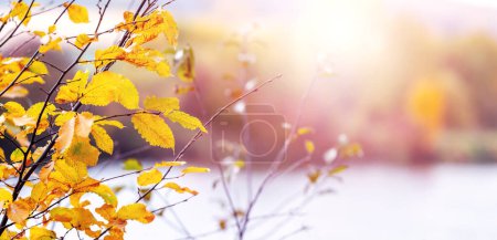 Photo for Tree branch with yellow autumn leaves by the river on a sunny day, copy space - Royalty Free Image
