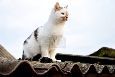 Téléchargez les photos : Mignon chat tacheté blanc assis sur le toit d'un bâtiment - en image libre de droit