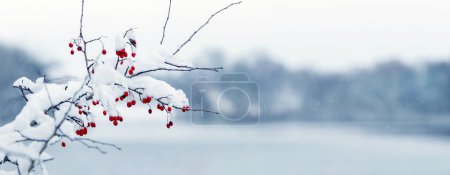 Foto de Una rama de espino cubierto de nieve con bayas rojas en una orilla del río en invierno - Imagen libre de derechos