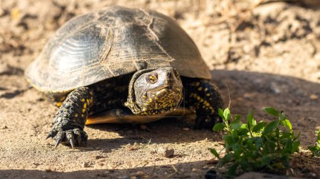 Foto de Una tortuga en el desierto en un día caluroso se arrastra a una planta verde para comer - Imagen libre de derechos