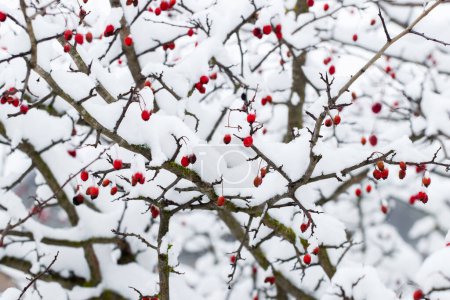 Krzew głogu pokryty śniegiem z czerwonymi jagodami w zimie