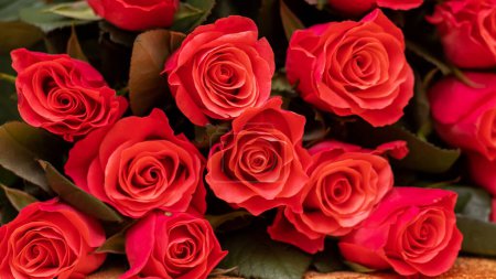 Foto de Rosas rojas. Un ramo de rosas rojas para felicitar por las vacaciones - Imagen libre de derechos