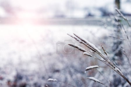 Foto de Fondo de invierno con hierba seca nevada en tiempo soleado - Imagen libre de derechos