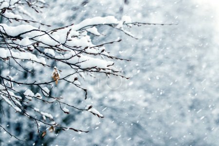 Téléchargez les photos : Une branche d'arbre neigeux dans la forêt sur un fond flou en hiver pendant les chutes de neige - en image libre de droit