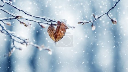Snow and ice covered tree branch with dry leaves in forest on blurred background during snowfall