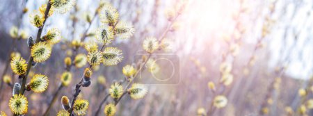 Foto de Willow branches with catkins in the forest in sunny weather, spring background - Imagen libre de derechos