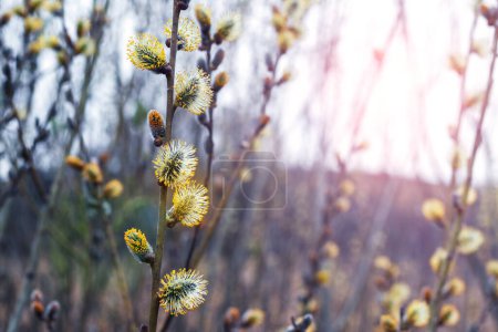 Photo for Willow branches with fluffy catkins in the forest on a sunny day - Royalty Free Image