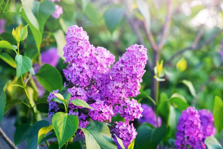 Téléchargez les photos : Lilas pourpre fleurissant dans un jardin de printemps par une journée ensoleillée - en image libre de droit