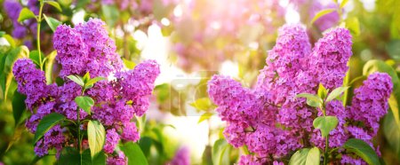 Téléchargez les photos : Fleurs lilas roses dans le jardin par une journée ensoleillée - en image libre de droit