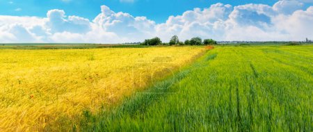 Weites Feld mit Feldfrüchten aus gelbem und grünem Weizen, ländliche Landschaft