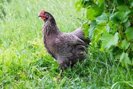 A gray hen in the garden near a green bush