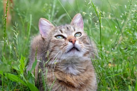 A small cute kitten looks up in the garden in the thick grass