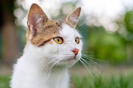 Portrait of a white spotted cat with an attentive look in the garden on a blurred background