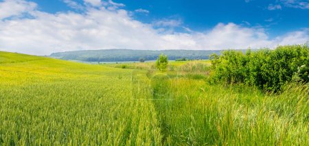 Sommerlandschaft mit einem Feld mit grünem Weizen und einem malerischen Himmel