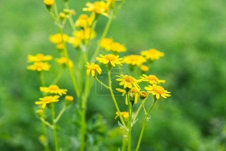 Blooming groundsel, senecio,  in the garden on a background of green grass