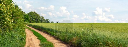 Paysage rural avec une route près d'un champ de blé