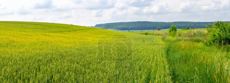 Champ de blé vert, paysage d'été, panorama
