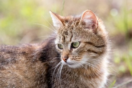 Eine braune Katze blickt im Garten auf verschwommenem Hintergrund zurück