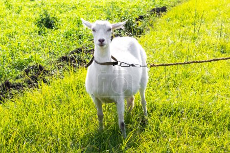 A white goat on a tether in a field on a pasture