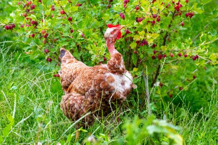A brown hen in the garden pecks gooseberry berries