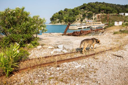 A stray dog walks along an abandoned railway track near the sea