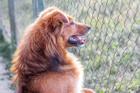 A brown shaggy dog stands on its hind legs near a mesh fence