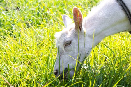 Eine weiße Ziege weidet an einem sonnigen Tag auf einem Feld