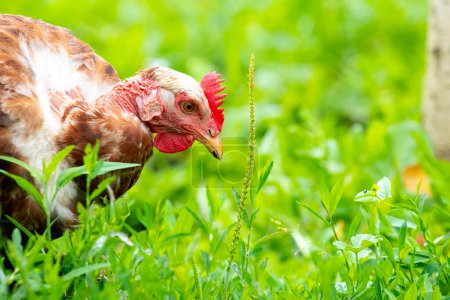 Braune Hühner im Garten Nahaufnahme im Profil auf grünem Gras