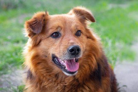 Gutmütiger flauschiger brauner Hund mit offenem Maul in Großaufnahme
